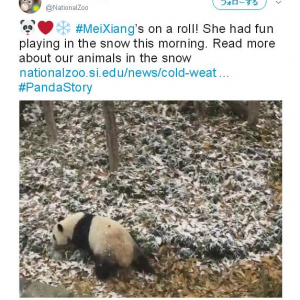 雪が降ると大喜びするのは犬だけかと思いきやパンダも　シャンシャンが雪遊びできるのはいつかな