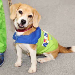 今年は戌年！　社会で活躍する職業犬／日本の家屋を守る探知犬チーム「くんくんズ」