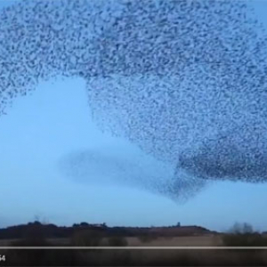 空を覆うムクドリの群れのダンス　恐ろしくも美しい渦巻きの神秘