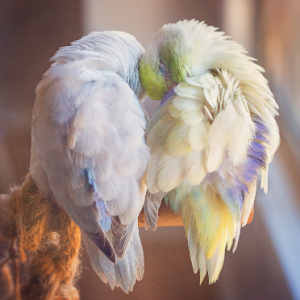 寄り添う姿にキュン♡インスタで話題のふわふわインコが見てるだけで癒される