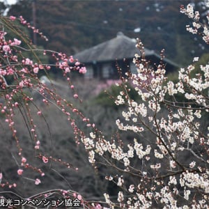 水戸偕楽園の梅まつり＆真壁のひなまつりをハシゴ！春の茨城へ