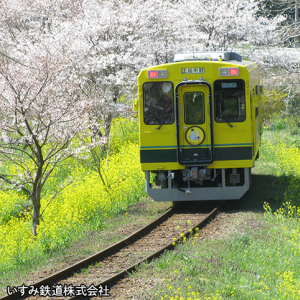 菜の花と桜に包まれたムーミン列車＆かつうらビッグひな祭りの旅