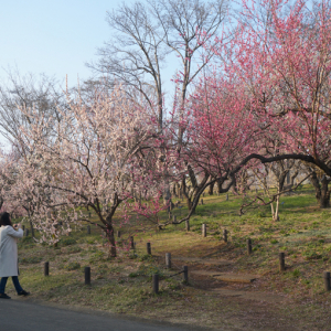上品な梅の花に癒された、都心から気軽に行ける埼玉散歩～埼玉県嵐山町・滑川町編～