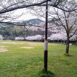 2018年の花見シーズンにスマホカメラで桜を綺麗に撮る方法