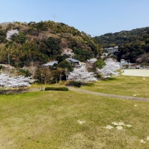 桜をドローンを使って撮影すると・・・