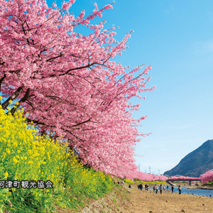 【伊豆・河津桜の旅】早咲きの桜の名所へ。ピンクの絶景は必見!