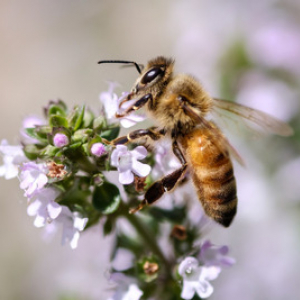 世界からミツバチがいなくなっている！？このままだと私たちの暮らしにも影響が出る可能性も！？