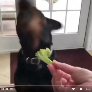 犬動画：絶対に野菜を食べたくないロットワイラー　人間の幼児みたいな「イヤイヤ」をしてしまう