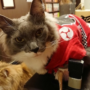 秋葉原のネコカフェで神田祭にちなみ猫たちがハッピ姿でお出迎え！