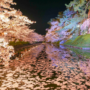 弘前の桜を満喫。一度は見てみたい花筏の絶景に酔いしれる