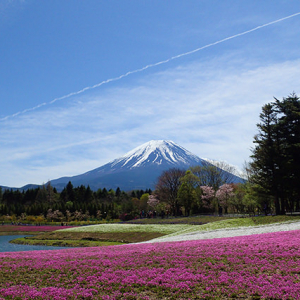 ピンクのじゅうたん&富士山が絶景すぎる!富士芝桜まつりへ