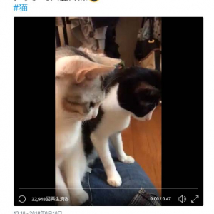 「シンクロ可愛すぎました」「見事なシンクロ振り」　2匹の猫動画に『Twitter』コメント集まる