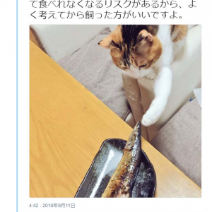 猫を飼うとさんまの塩焼きを落ち着いて食べれなくなると話題に「ドンだけ旬を味わおうとしているんだ」