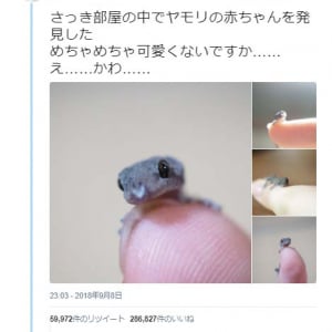 ヤモリの赤ちゃんを発見したツイートに「僕の家でも小さいヤモリが出てきました」続々画像が集まる