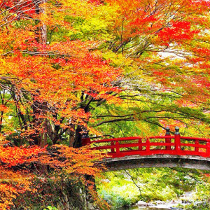 今年の紅葉、どこに見に行く？広島県、宮島の約200本の紅葉が見られる「紅葉谷公園」の景色が圧巻！