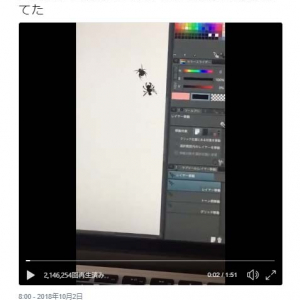 『蜘蛛VSお絵描き蜘蛛』対決動画ツイートに反響「どっちが本物？」「拡大するところで笑ってしまった」