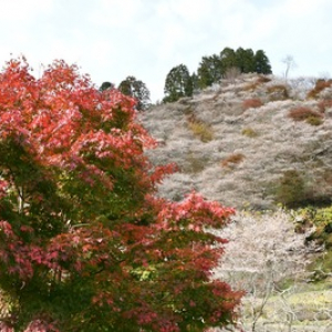 【愛知 旅のおすすめ】 桜と紅葉の競演！ 絶景スポット「川見四季桜の里」へ
