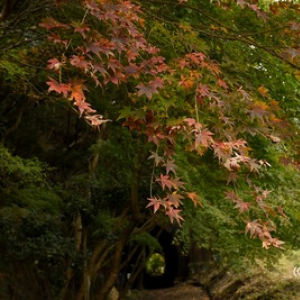 【愛知 旅のおすすめ】 国鉄廃線跡を歩く！ レンガのトンネルと紅葉の「愛岐トンネル群」