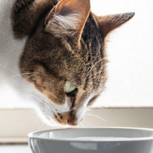 要注意！愛犬&猫の食事で気をつけること3つ