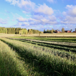 体と心が浄化される、フランシラ・オーガニックハーブ農園【フィンランド式幸せになるヒントを探して】