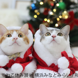 猫ちゃんサンタも集合！横浜「ねこ休み展」で猫まみれになりたい