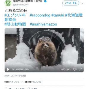 旭川市旭山動物園のエゾタヌキがもふもふすぎる動画が話題に「ここまでモフモフになるのですね」「丸々した冬毛！」