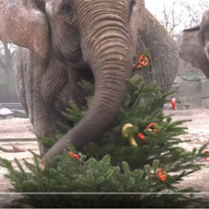 おしらせ：ベルリンの動物園ではゾウの檻に入れられたクリスマスツリーが食べられています