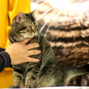 岩合光昭写真展＆映画『ねことじいちゃん』を記念して猫の「ベーコン」がくす玉割に挑戦！　結果は？
