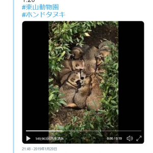 東山動物園のタヌキが団子のように集まる動画が話題に「こんな掛布団が欲しい」「モフモフモフモフモフモフモフモフ」