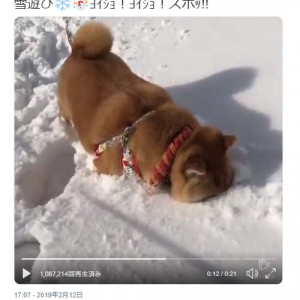 柴犬が雪遊びではしゃいだ結果→「鼻ズボ！が良いですね」「顔つっこむとこ好き」