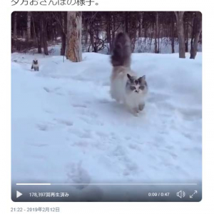 雪の中を散歩する猫たちの様子が話題に「しっぽがゴージャス」「モフモフ感がふんもっふ！」