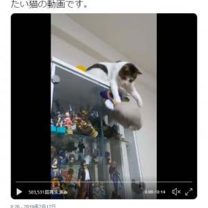 長谷部を助けたい猫の動画ツイートに「主 撮ってないで助けてください！」「頑張れ」の声