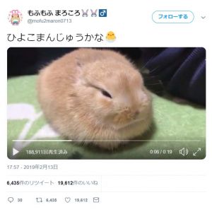 ウサギの「ひよこまんじゅうかな」動画ツイートに「ふわっふわ」「お土産で下さ～い」の声