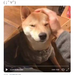 柴犬をなでずにいられない動画ツイートが反響「甘え上手  お手本にしよ〜」「自分の可愛さ分かってやってるな」
