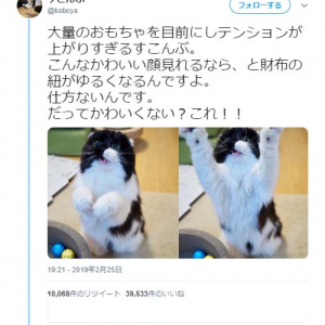 おもちゃを目前に猫が大歓喜する姿に「おめめきらきらでばんざーい！」「まごうことなきかわいさ！」の声