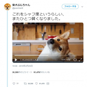 柴犬の「シャフ度」動画が反響「これは完全にわかってる犬の動きだ」