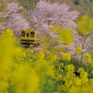 桜と菜の花のコラボは必見！列車でアクセスしやすい関東の花名所5選