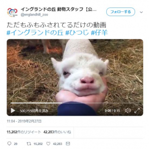 羊が「もふもふ」されている動画ツイートが反響「アゴのもふもふがモフモフなんですよね」「羊のこの角度見たことない」