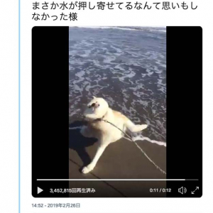 秋田犬が初めて海に来た結果→「直前までの余裕っぷり」「ひっくり返った瞬間、すんごい顔してますね」