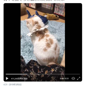 猫のホイップさん「背中を撫でろと言われた気がしたよ」動画ツイートに「完全にそう言ってる」「甘え上手だ」の声