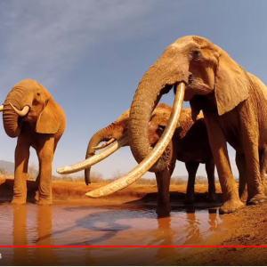 動画：ケニアで“ゾウの女王”の撮影に成功　世界で20頭もいない巨大な牙を持つ超レア個体