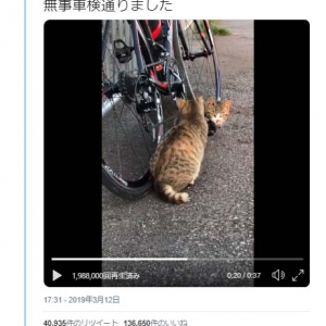 猫2匹による車検動画がネットで反響「入念なダブルチェックですね」「肉球整備士」