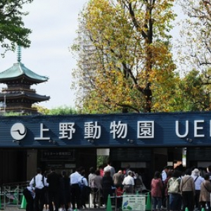 【3月20日は何の日…！？】上野動物園が開園した日！