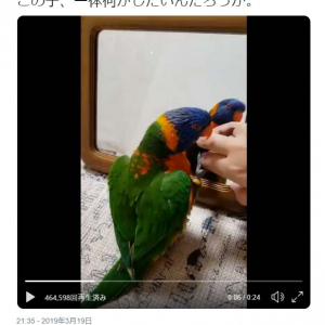 ゴシキセイガイインコが横歩きする動画が話題に「なんで、横歩きなんですか」「フレームイン、フレームアウト」