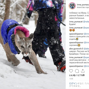 一方ロシアは：モスクワではダウンジャケットを着たペットのピューマが公園を散歩しています
