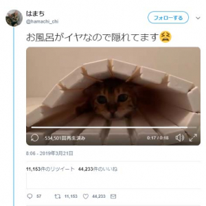 お風呂がイヤなので隠れている猫の動画に「そこはお風呂」「お風呂に隠れるとは」ツッコミの声