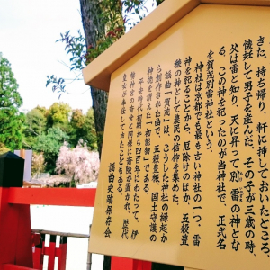京都「上賀茂神社」で感じる格別の朝を、桜とともに。