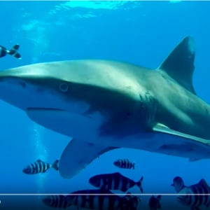 動画：ダイバーにも人気のサメの奇襲攻撃！　歯がかすっただけで肉がズタズタに　誰だよサメかわいいとか言ったやつは？
