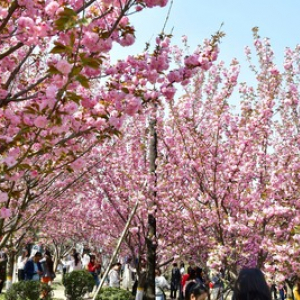 中国・西安の「桜まつり」がカオスすぎた、日本と違ったアレコレ