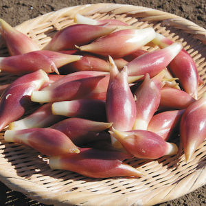 プロ監修！ミョウガの栽培・育て方｜家庭菜園